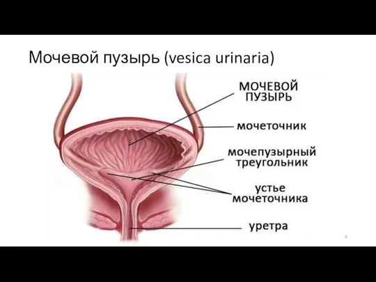 Мочевой пузырь (vesica urinaria)