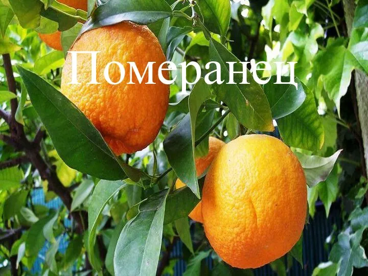 Померанец