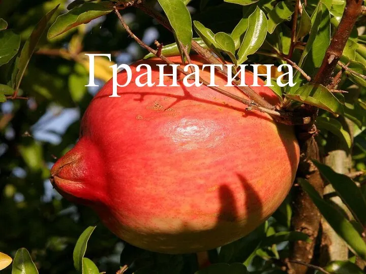 Гранатина