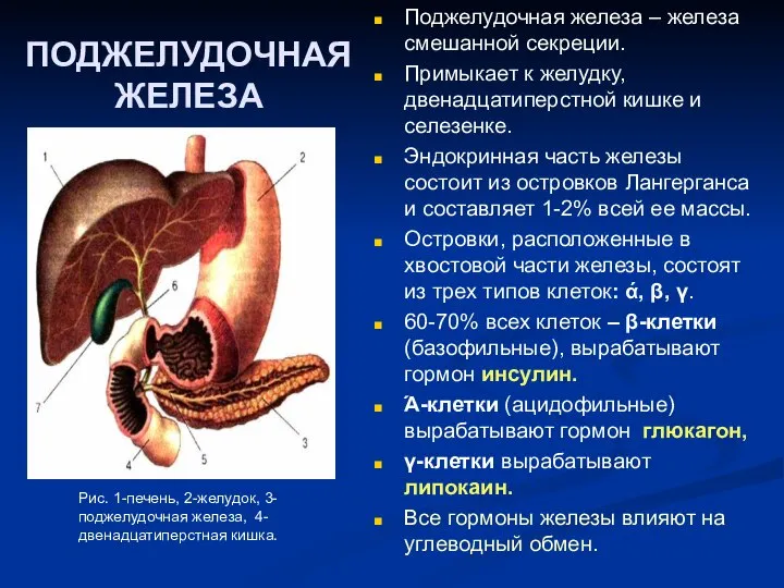 ПОДЖЕЛУДОЧНАЯ ЖЕЛЕЗА Поджелудочная железа – железа смешанной секреции. Примыкает к желудку, двенадцатиперстной