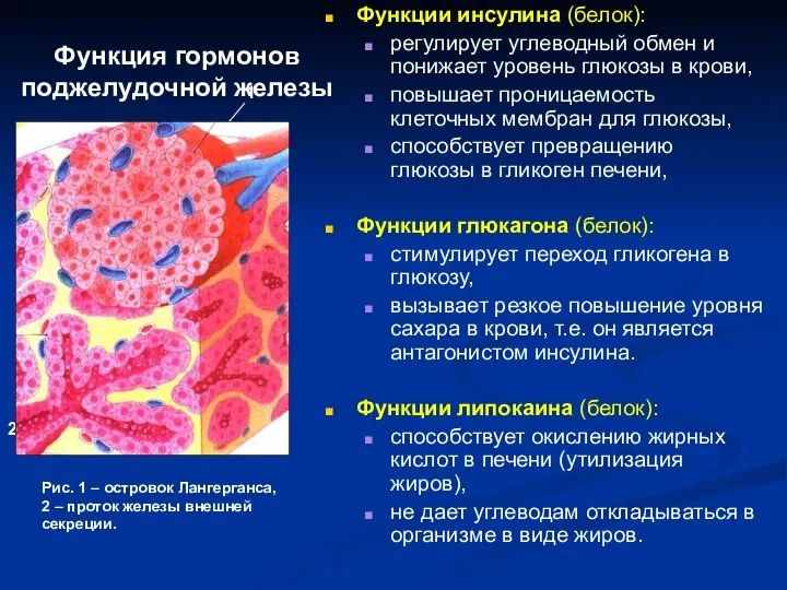 Функция гормонов поджелудочной железы Функции инсулина (белок): регулирует углеводный обмен и понижает