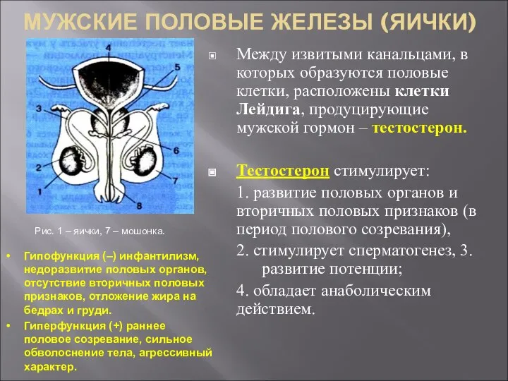 МУЖСКИЕ ПОЛОВЫЕ ЖЕЛЕЗЫ (ЯИЧКИ) Между извитыми канальцами, в которых образуются половые клетки,