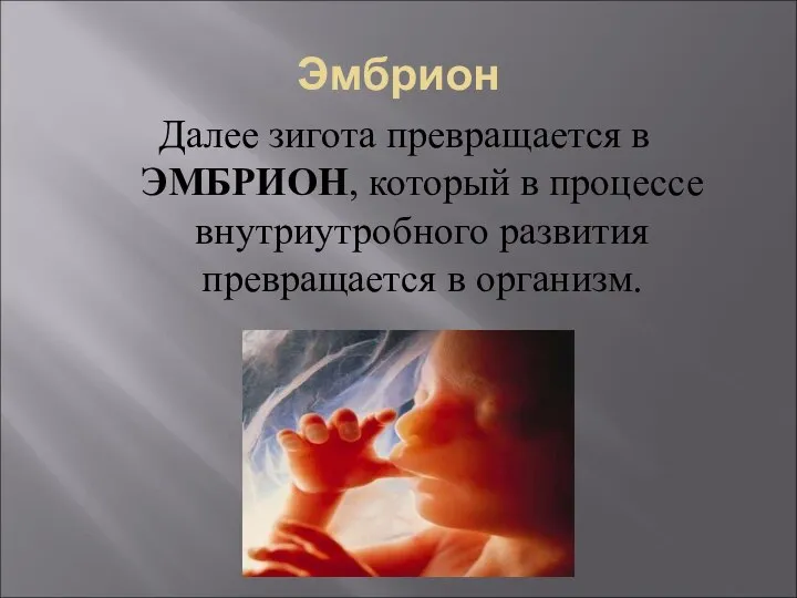 Эмбрион Далее зигота превращается в ЭМБРИОН, который в процессе внутриутробного развития превращается в организм.