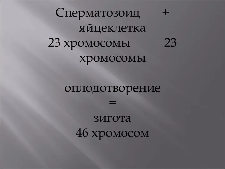 Сперматозоид + яйцеклетка 23 хромосомы 23 хромосомы оплодотворение = зигота 46 хромосом