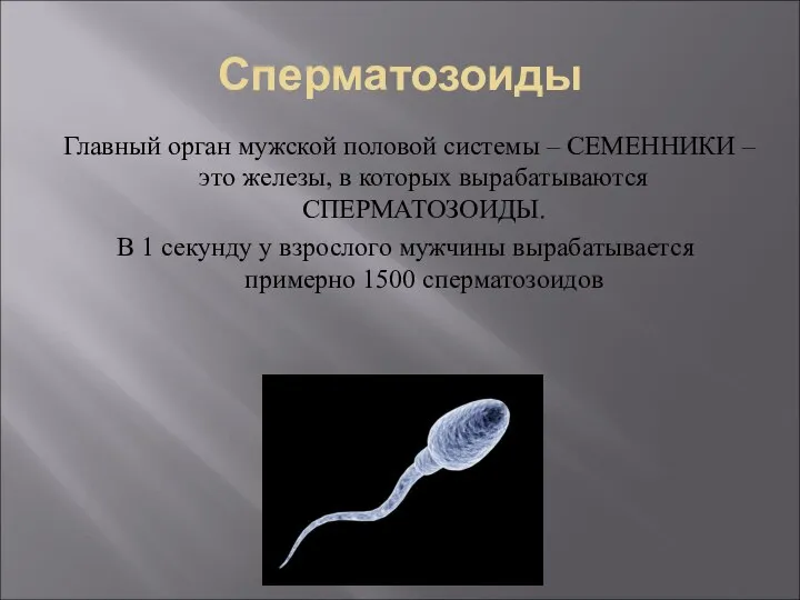 Сперматозоиды Главный орган мужской половой системы – СЕМЕННИКИ – это железы, в