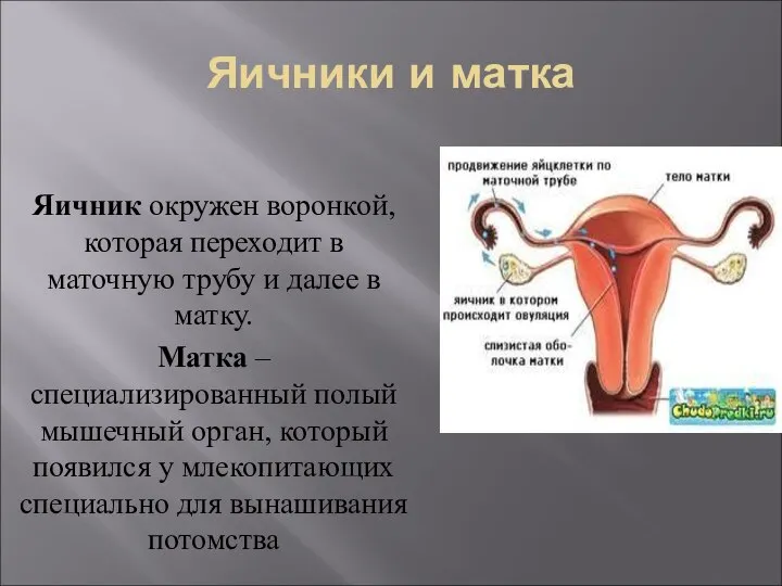 Яичники и матка Яичник окружен воронкой, которая переходит в маточную трубу и