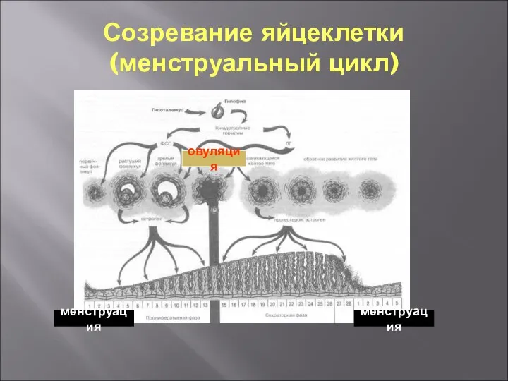 Созревание яйцеклетки (менструальный цикл) менструация менструация овуляция