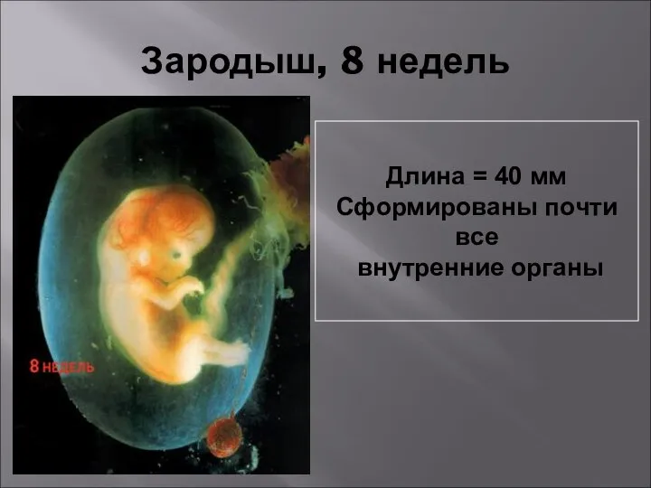 Зародыш, 8 недель Длина = 40 мм Сформированы почти все внутренние органы