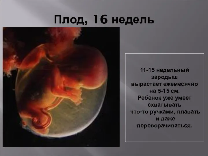 Плод, 16 недель 11-15 недельный зародыш вырастает ежемесячно на 5-15 см. Ребенок