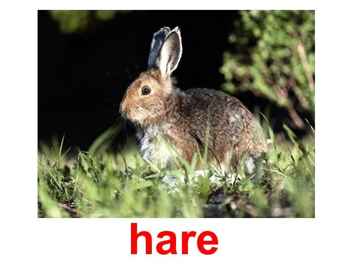 hare