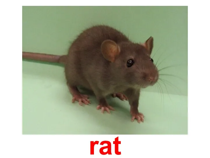 rat