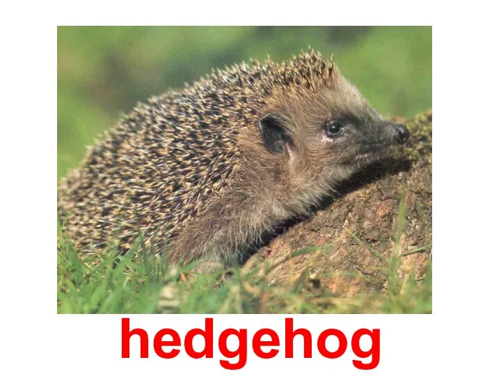 hedgehog