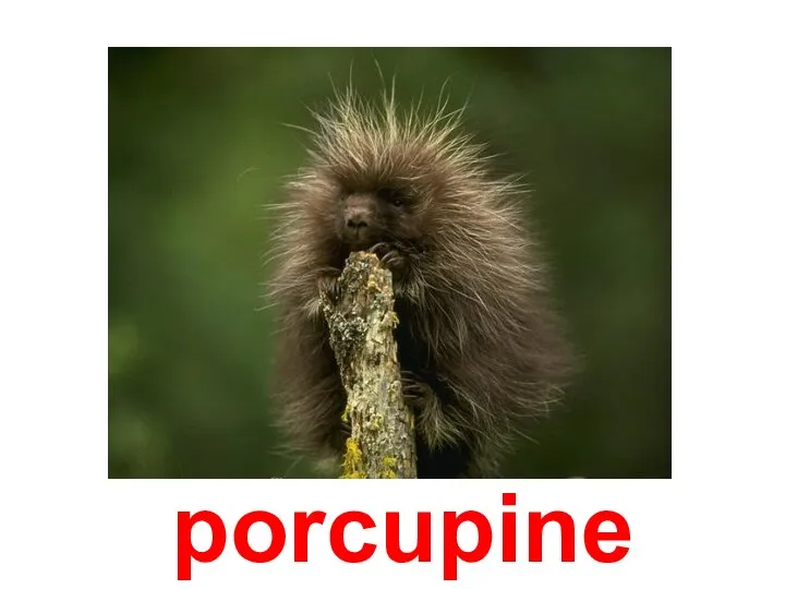 Дикобраз porcupine