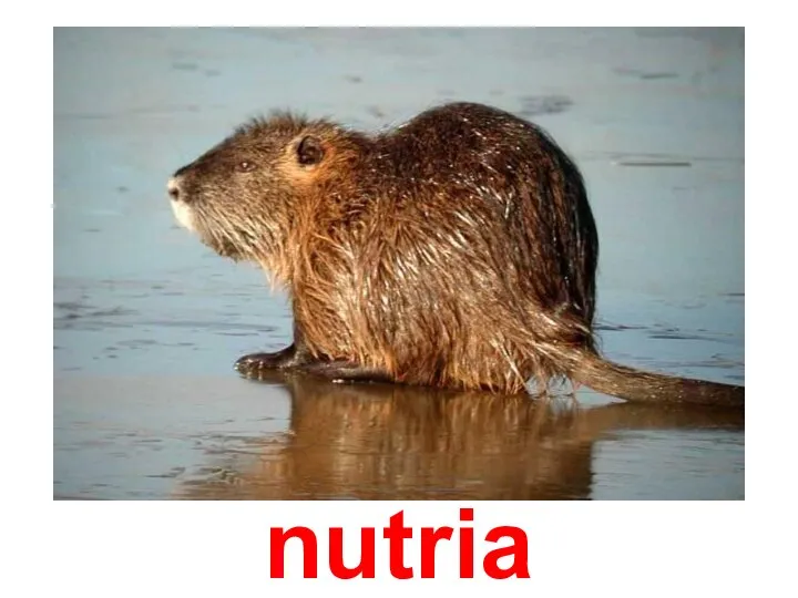 nutria