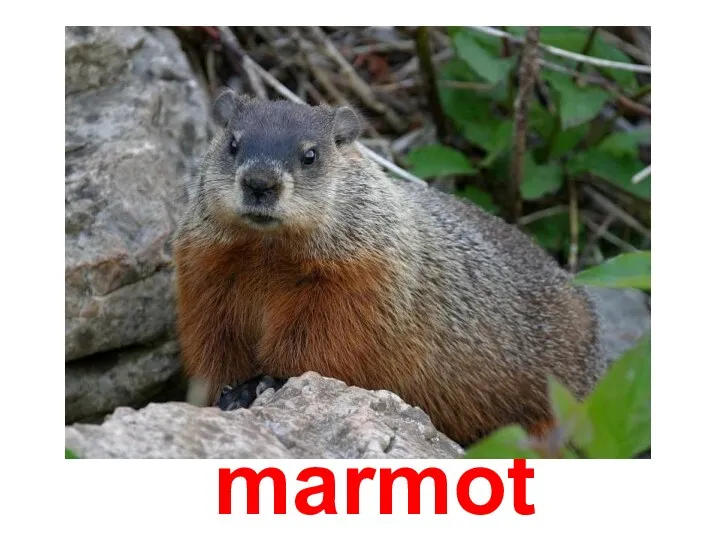 Сурок marmot