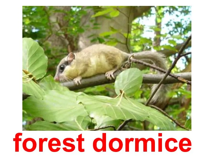 forest dormice