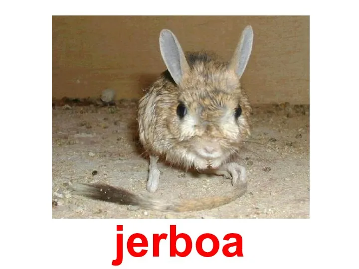 jerboa