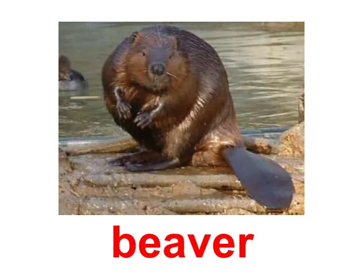 beaver