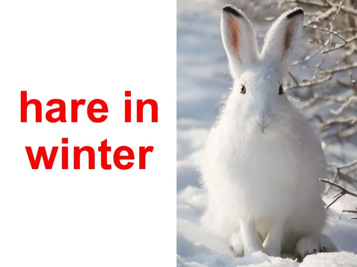 hare in winter