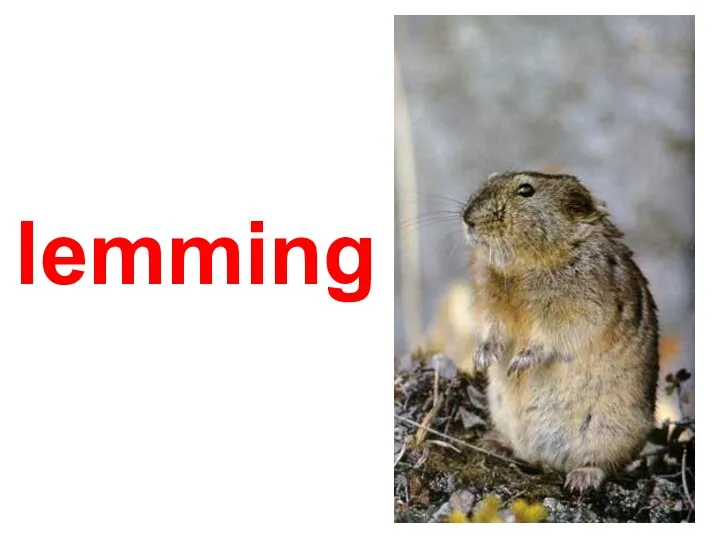 lemming