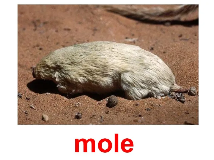 mole