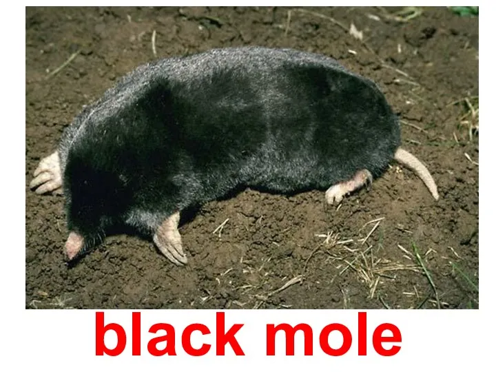black mole