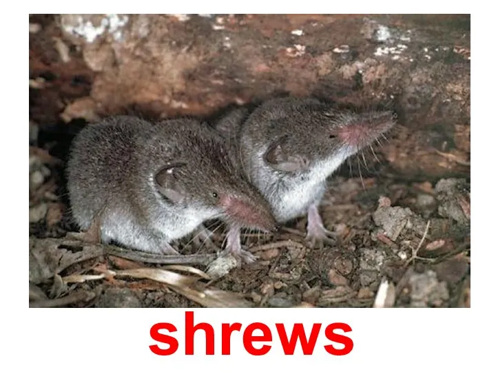 shrews