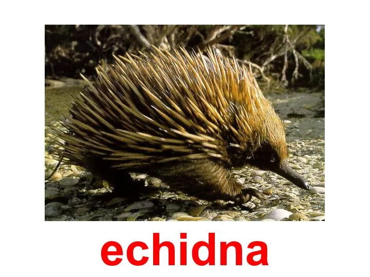 echidna