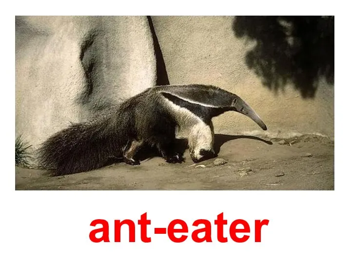 ant-eater