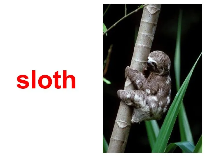 sloth