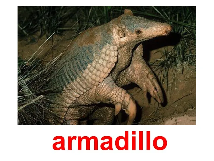 armadillo