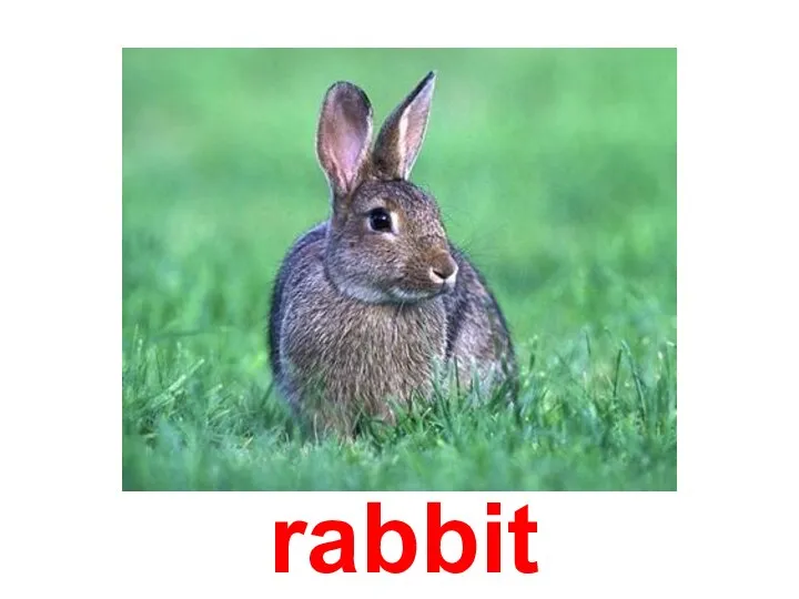 rabbit