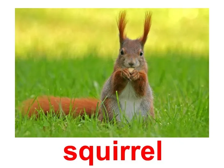 squirrel