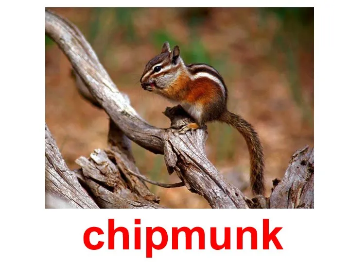 Бурундук chipmunk