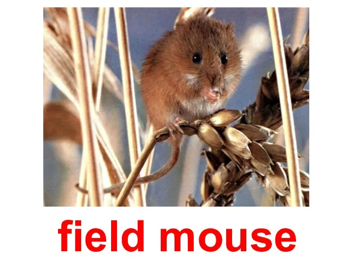 field mouse