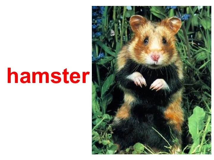 hamster