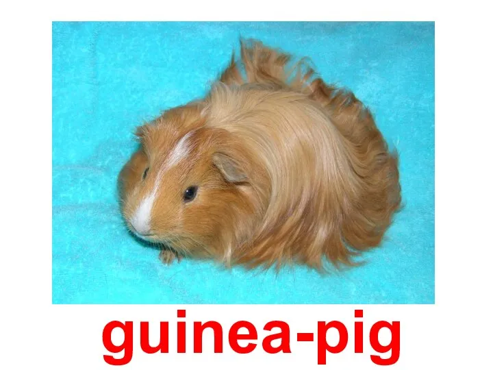 guinea-pig