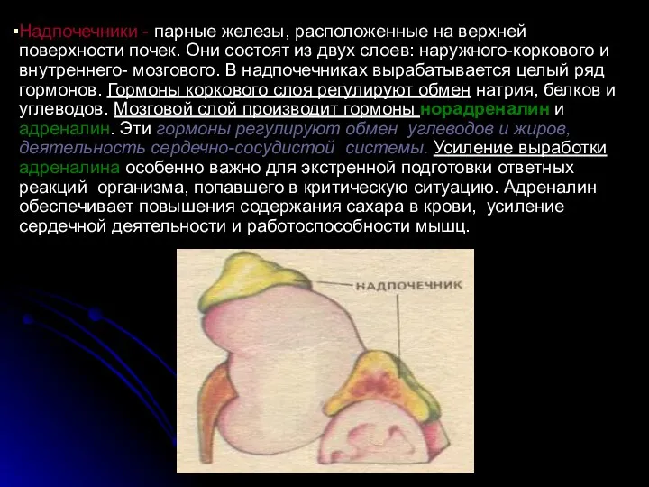 Надпочечники - парные железы, расположенные на верхней поверхности почек. Они состоят из