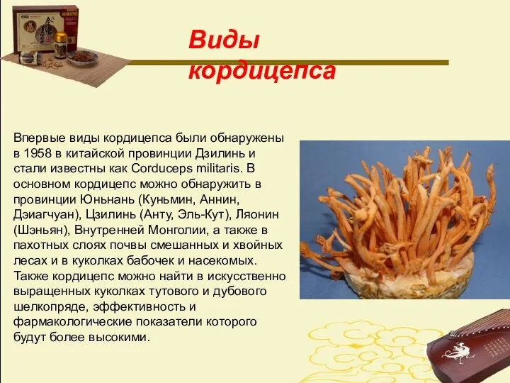 Виды кордицепса Впервые виды кордицепса были обнаружены в 1958 в китайской провинции