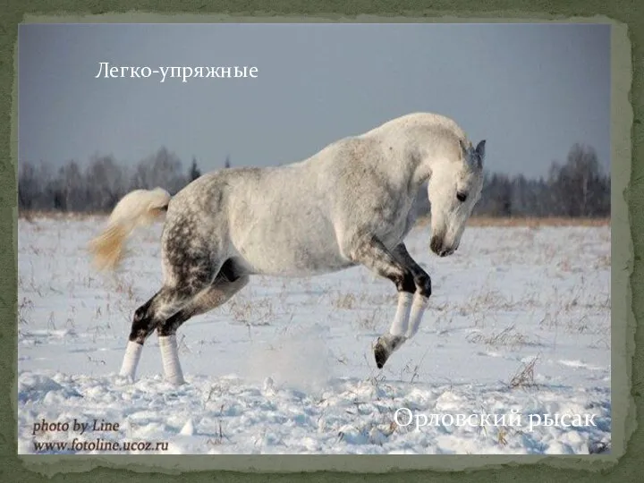 Орловский рысак Легко-упряжные