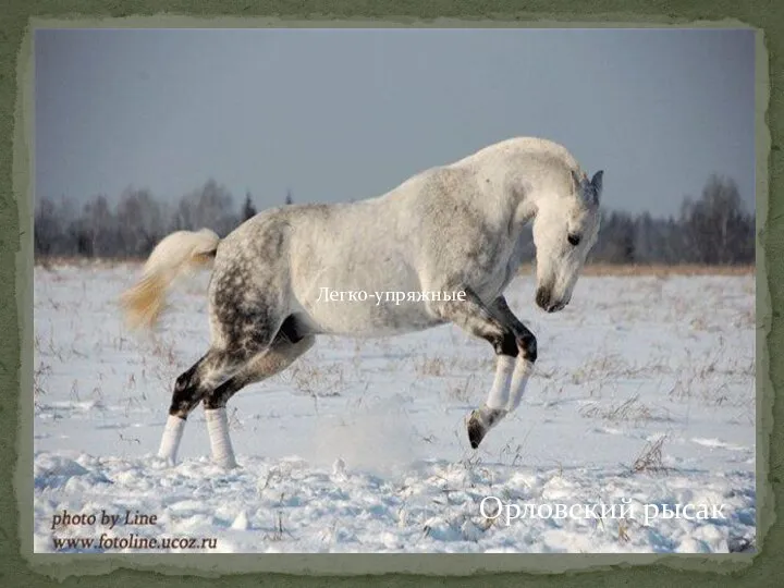 Орловский рысак Легко-упряжные