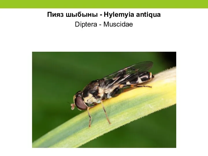 Пияз шыбыны - Hylemyia antiqua Diptera - Muscidae