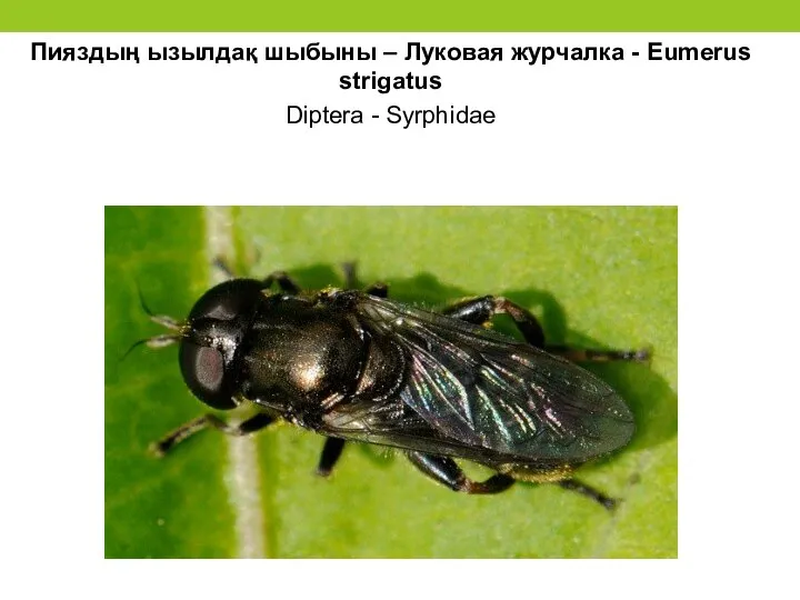 Пияздың ызылдақ шыбыны – Луковая журчалка - Eumerus strigatus Diptera - Syrphidae