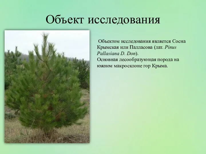 Объект исследования Объектом исследования является Сосна Крымская или Палласова (лат. Pinus Pallasiana