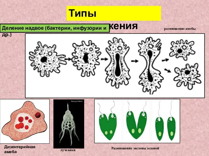 Типы размножения Деление надвое (бактерии, инфузории и др.) размножение амебы Дизентерийная амеба лучевики Размножение эвглены зеленой
