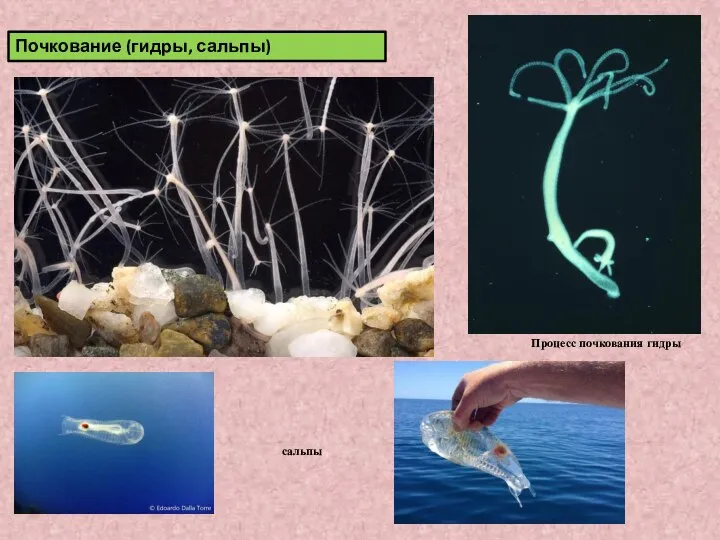 Почкование (гидры, сальпы) Процесс почкования гидры сальпы