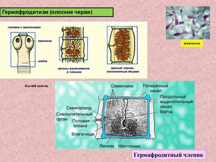 Гермафродитизм (плоские черви) эхинококк Бычий цепень