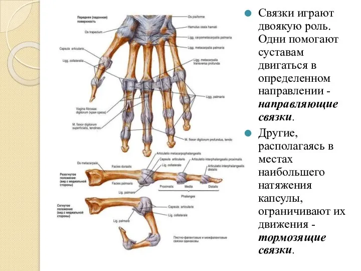 Связки играют двоякую роль. Одни помогают суставам двигаться в определенном направлении -