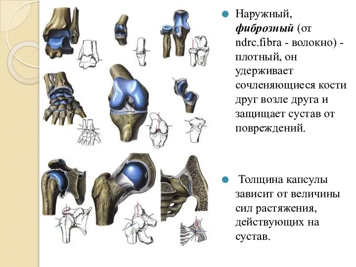 Наружный, фиброзный (от ndrc.fibra - волокно) - плотный, он удерживает сочленяющиеся кости
