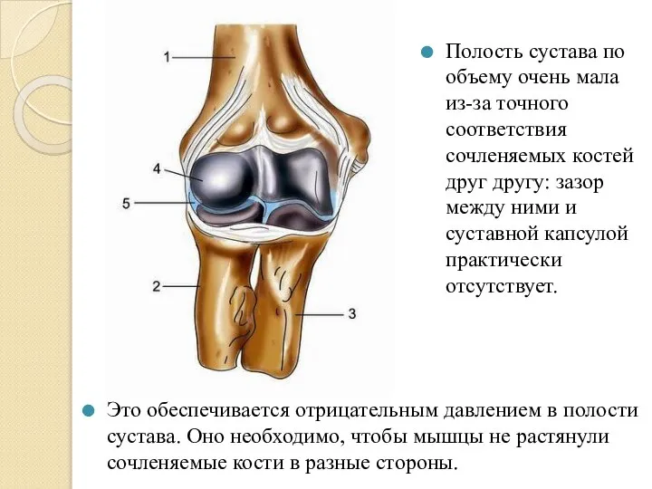 Это обеспечивается отрицательным давлением в полости сустава. Оно необходимо, чтобы мышцы не